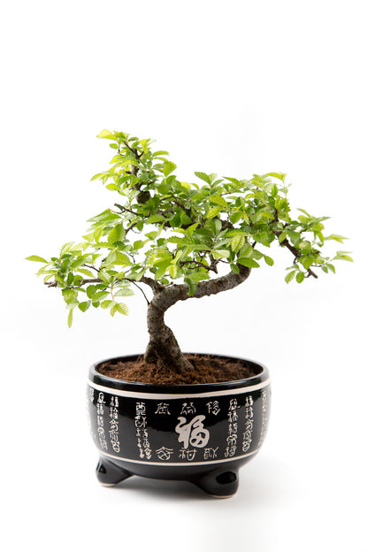 Plant In A Box - Bonsai 'metasequoia Forest' Watercipres X1 - Hoogte 20-30cm Plant In A Box - Bonsai 'metasequoia Forest' Watercipres X1 - Hoogte 20-30cm