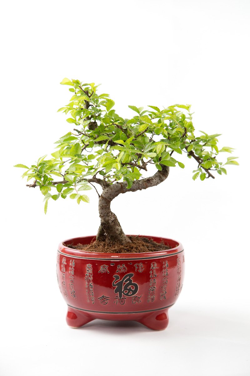 ChineseElm Beginners Bonsai in Red Japanese Pot