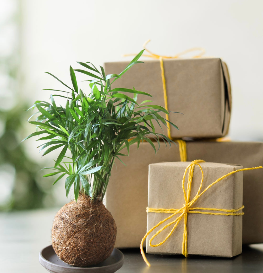 Corporate plant gifts Kokedama. Gifts and presents for clients and employees. Kokedama Houseplants, Parlour Palm