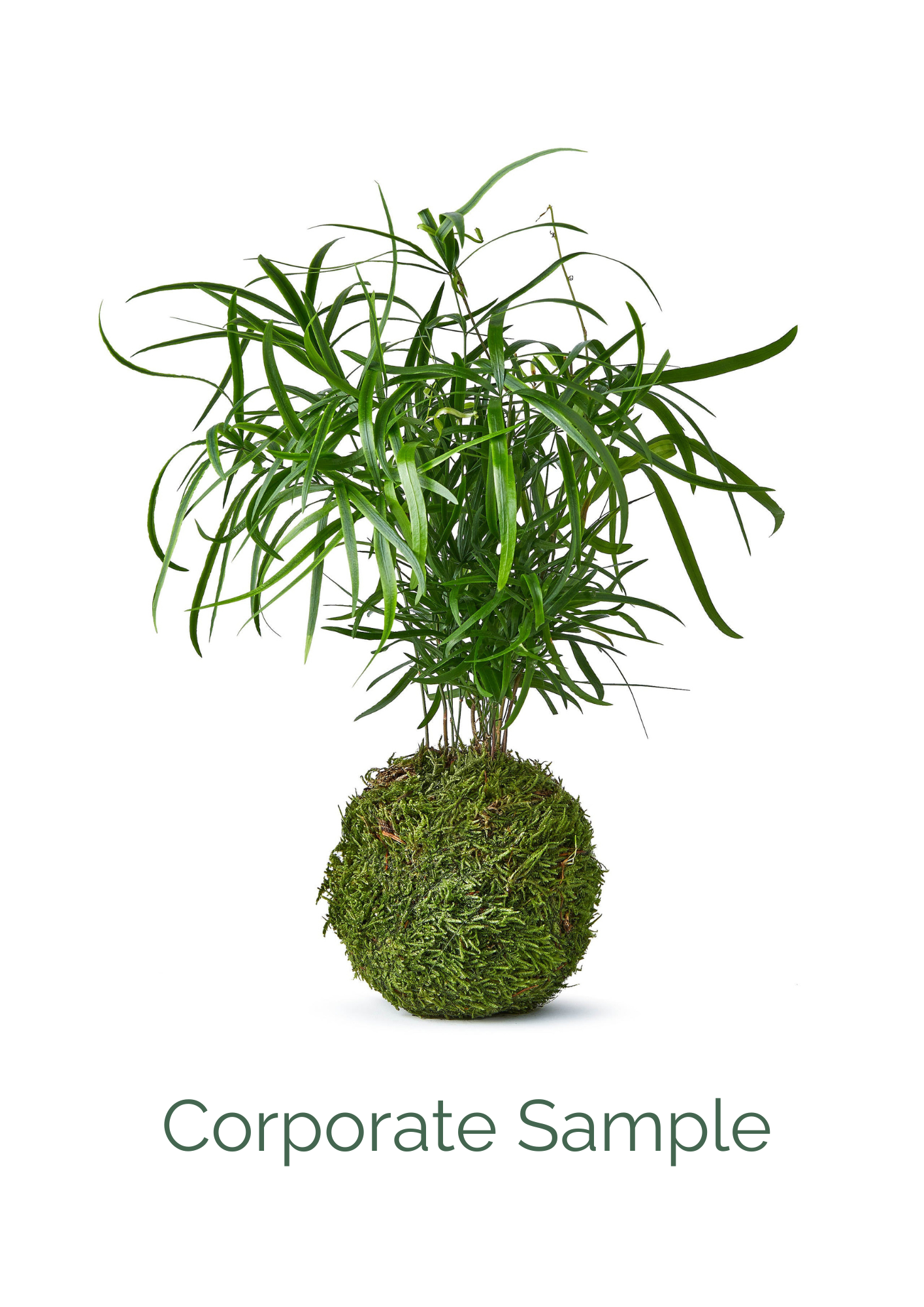 Corporate Gift Bundle (10 pack) - Fern Kokedama with Tray &amp; Chocolates from £29.99 each