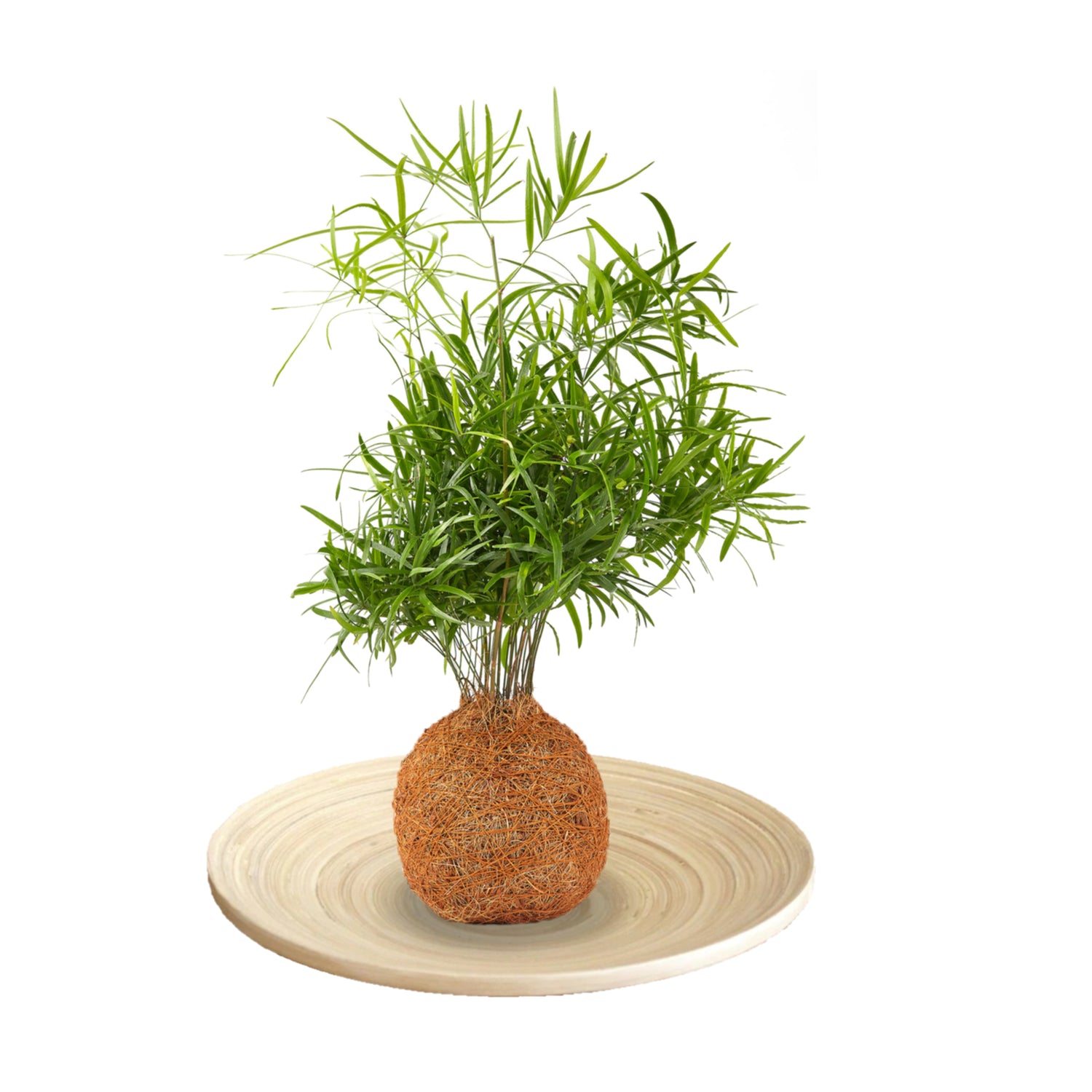 bamboo tray and kokedama cocofibre houseplant indoor plant tranquil plants 
