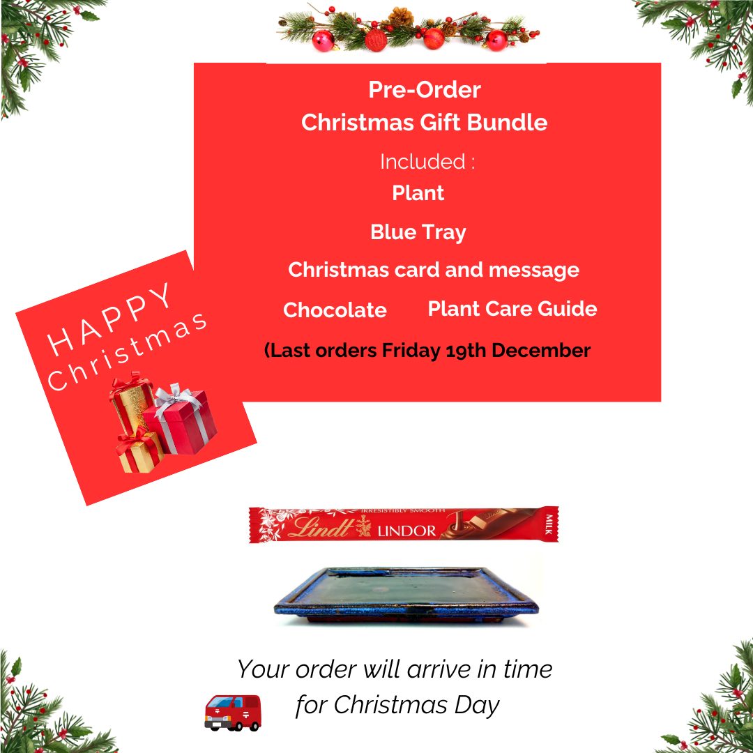 Birds Nest Fern Moss Kokedama