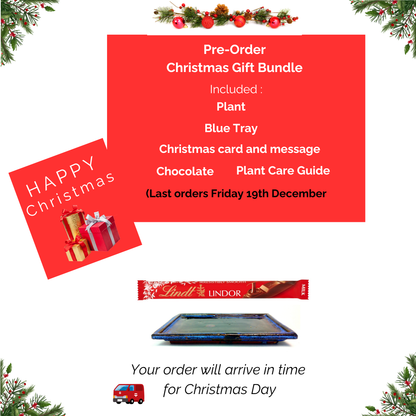 Birds Nest Fern Moss Kokedama