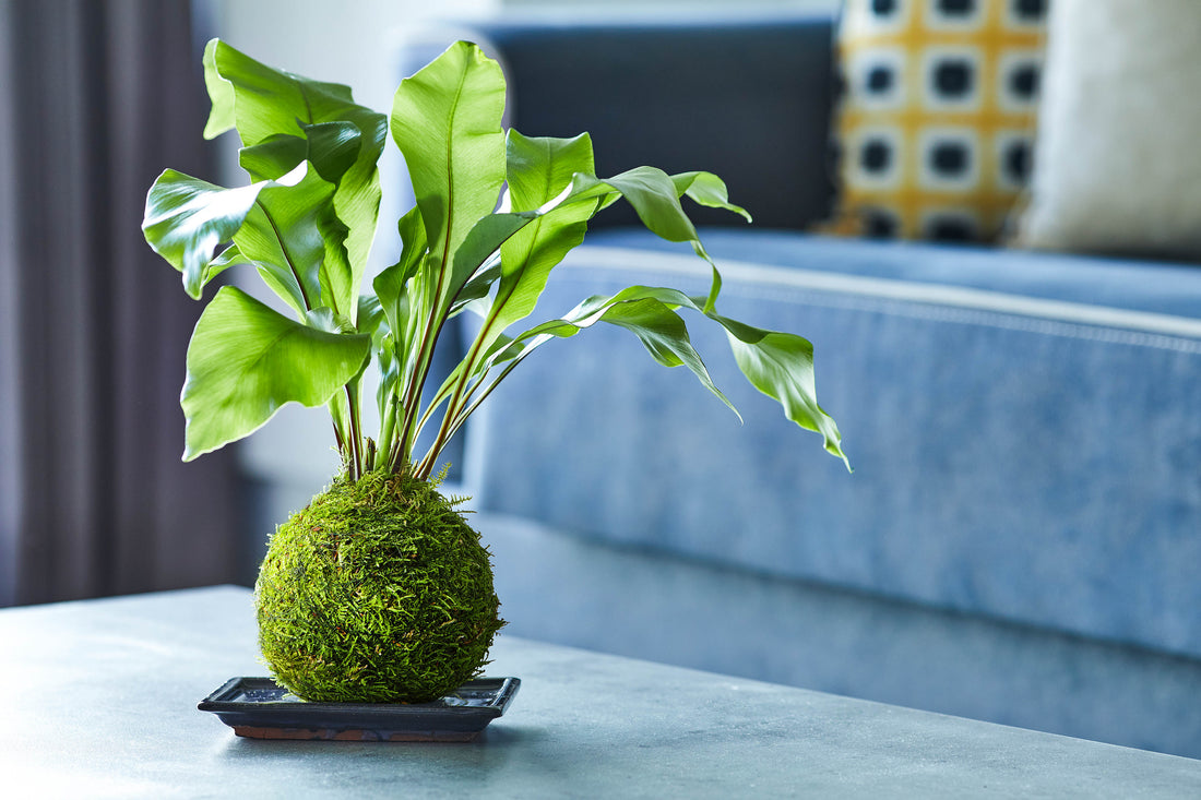 A mindful Japanese plant making workshop - La Fabrique -  21st November 2026