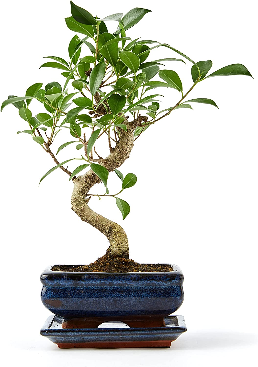 15cm Ficus Bonsai Houseplant in Blue Pot