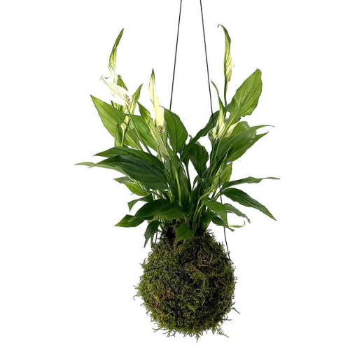 peace lilly kokedama 