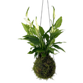 peace lilly kokedama 