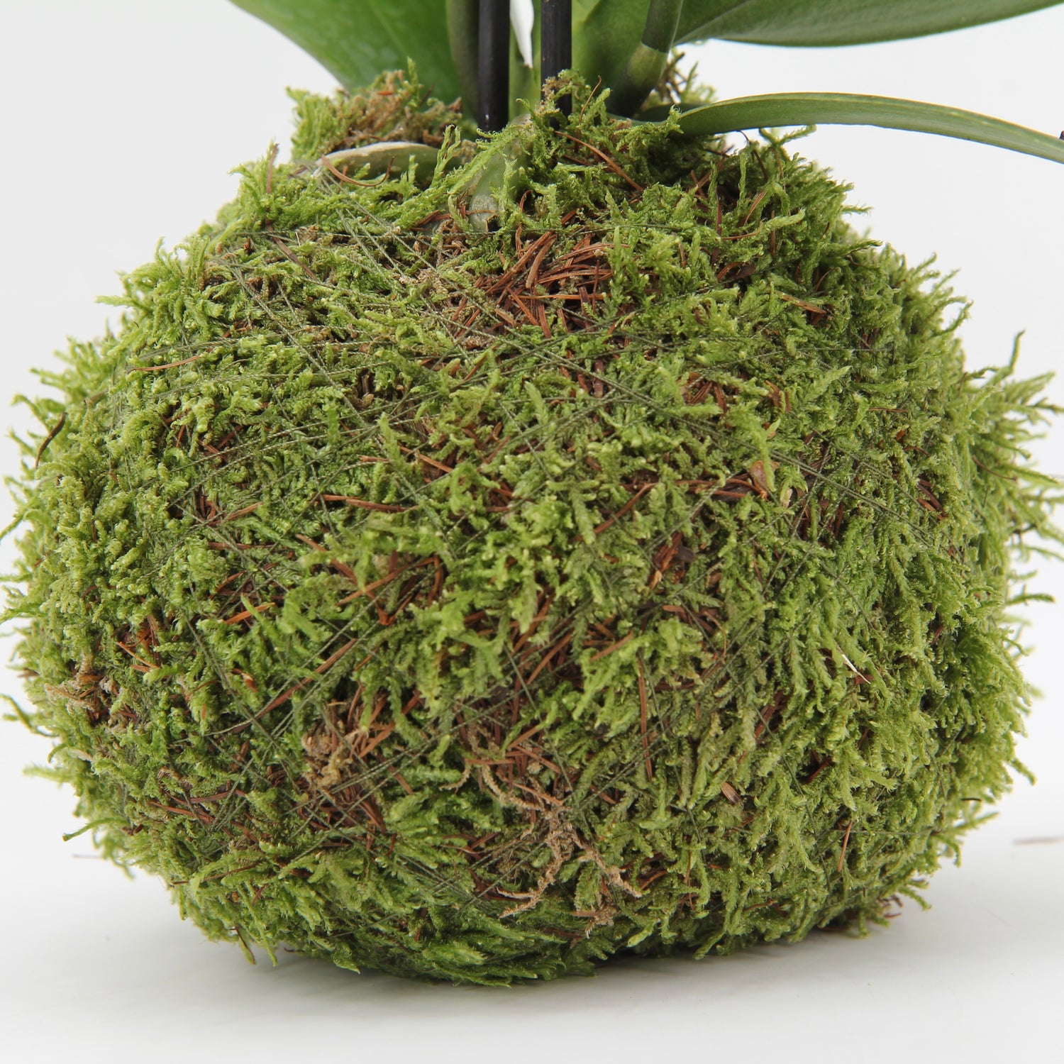moss earth natural moss garden. Moss kokedama plant wrapped in live moss