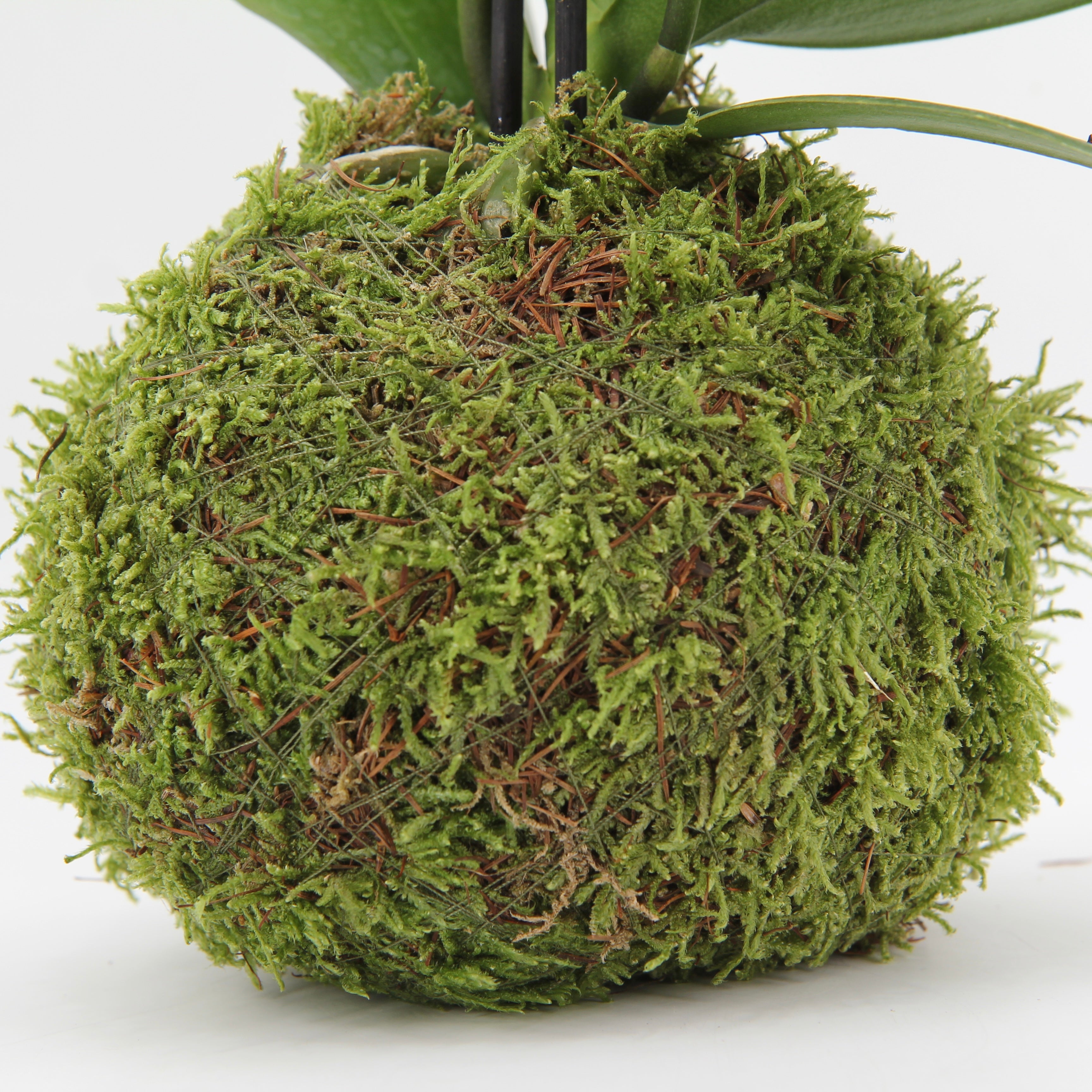 moss earth natural moss garden. Moss kokedama plant wrapped in live moss