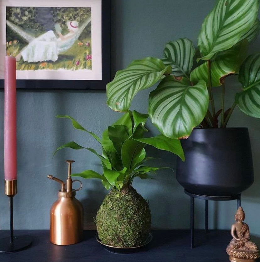 Bird's Nest Fern Moss Kokedama Indoor Plant Home Decor