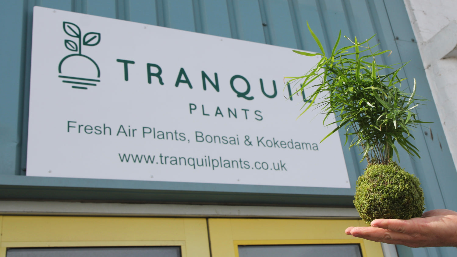 tranquil plants corporate gifts houseplants fresh air plants eco friendly