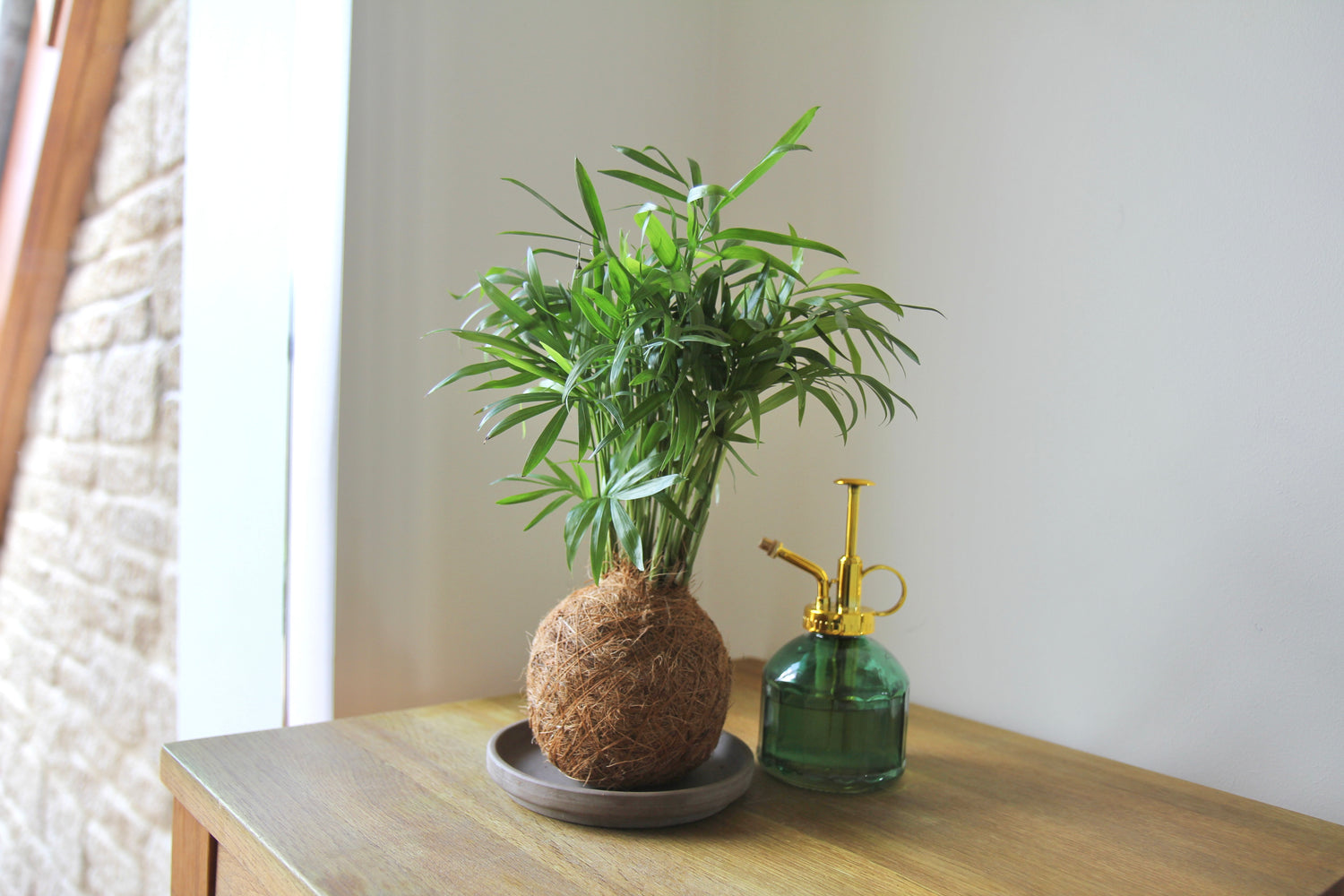 palm kokedama houseplant parlour palm easy care bestselling by tranquil plants