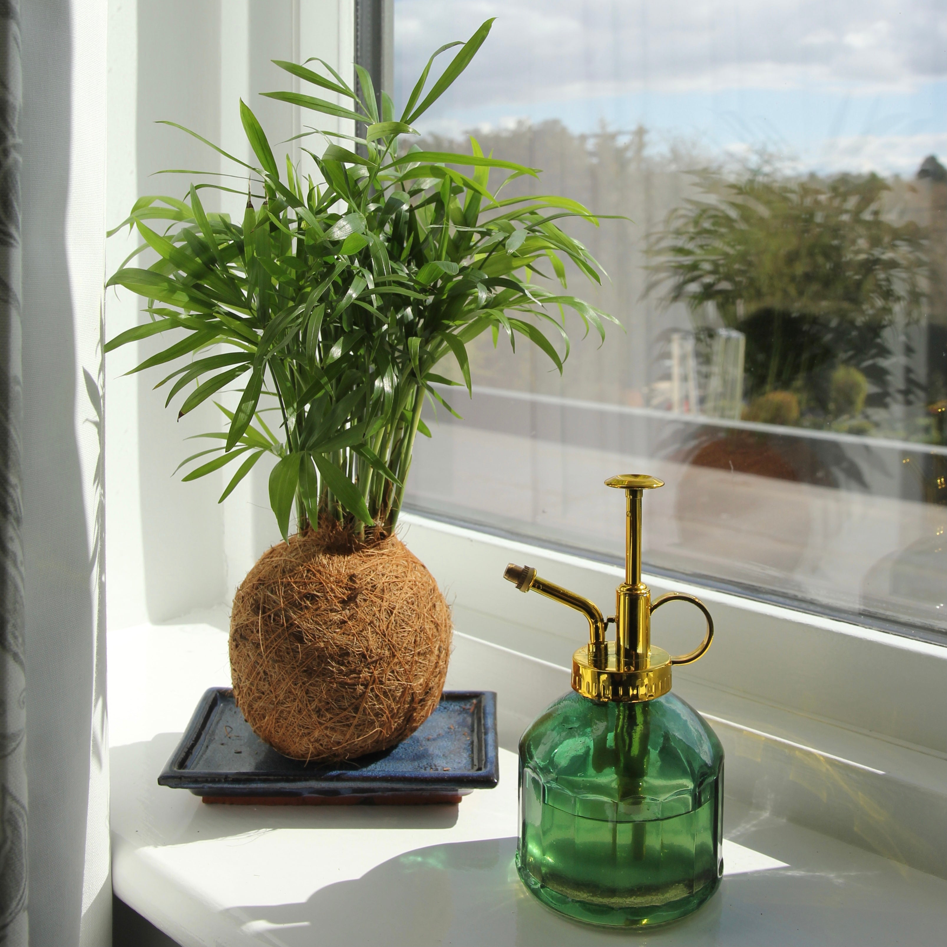 Kokedama Houseplant Care | Coco-Fibre Plants  Tranquil Plants