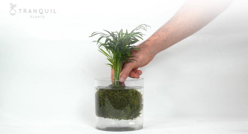 Load video: kokedama houseplant watering care guide indoor plants moss ball japanese kokedama plants