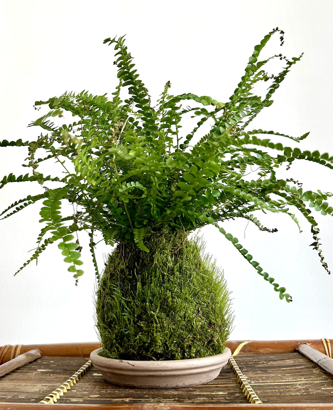 A green fern kokedama plant growing  on a terracota bowl against a plain white background.
