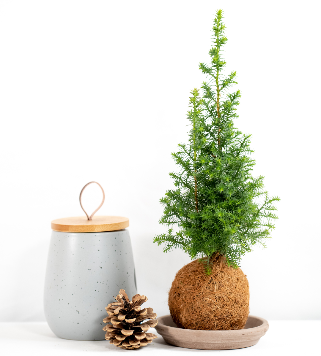 Christmas Moss Ball Mini cypress tree workshop - Badgers Sett