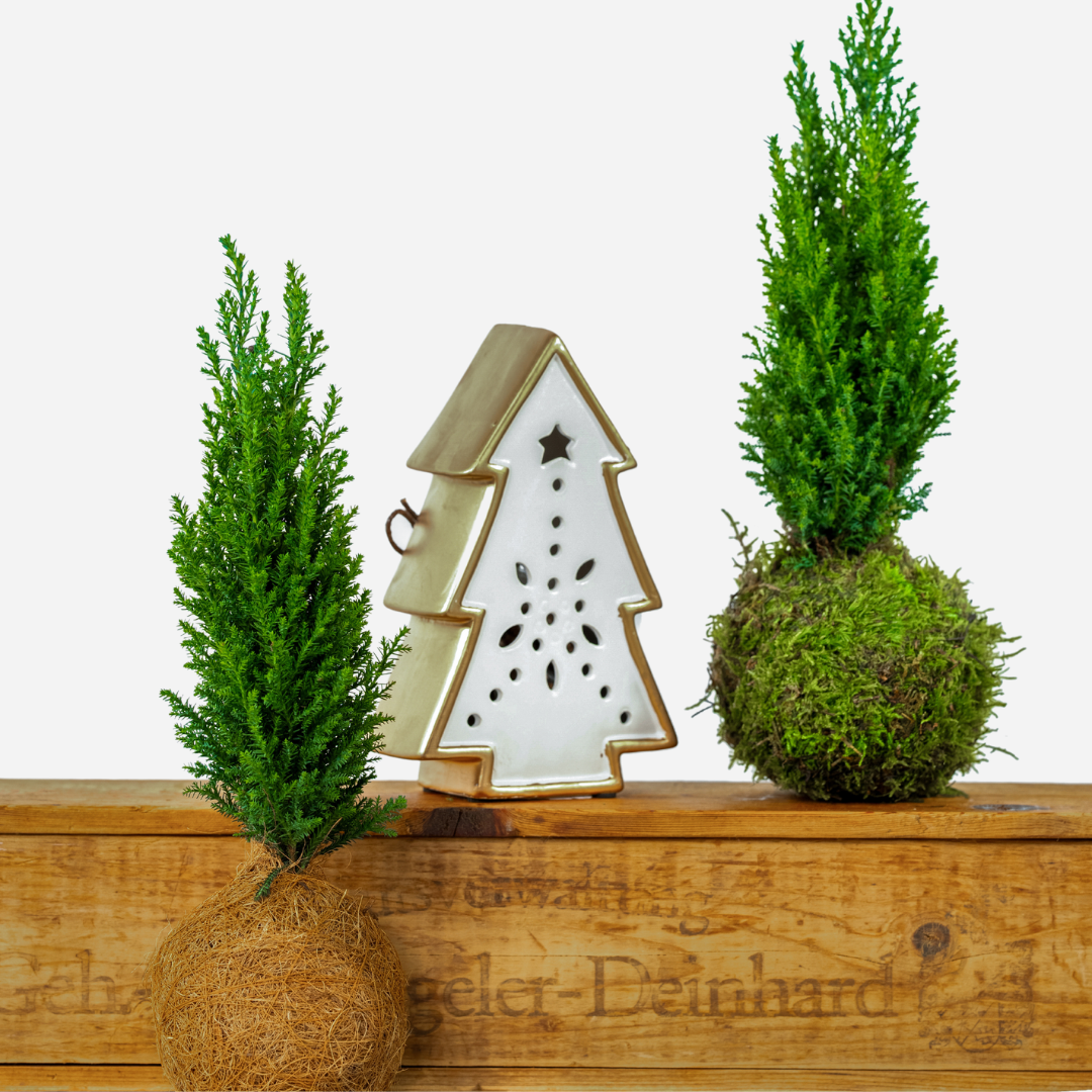 Christmas Moss Ball Mini cypress tree workshop - Badgers Sett
