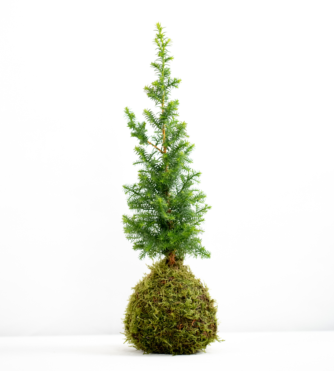 Christmas Moss Ball Mini cypress tree workshop - Badgers Sett