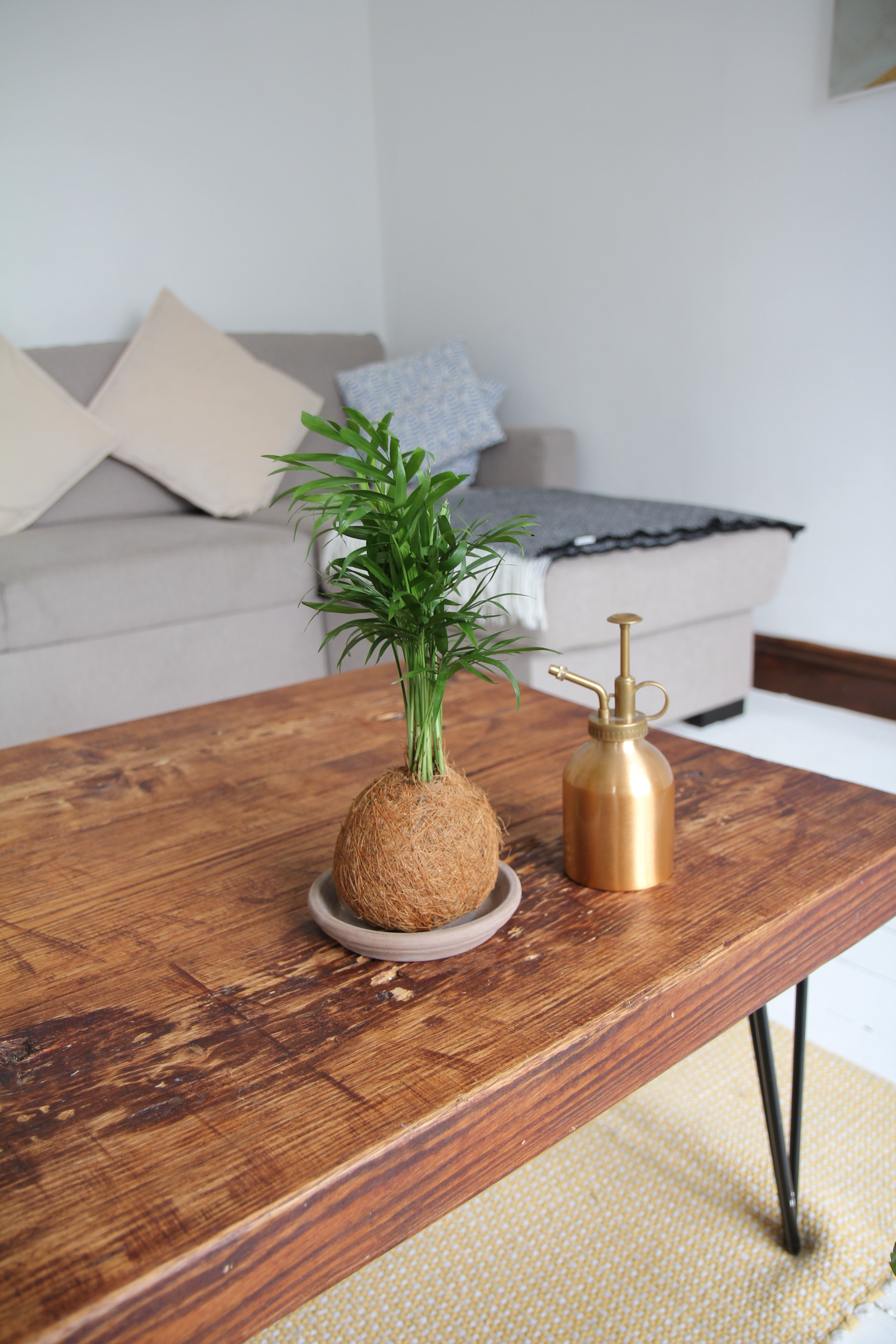 Kokedama palm coconut fibre plants uk