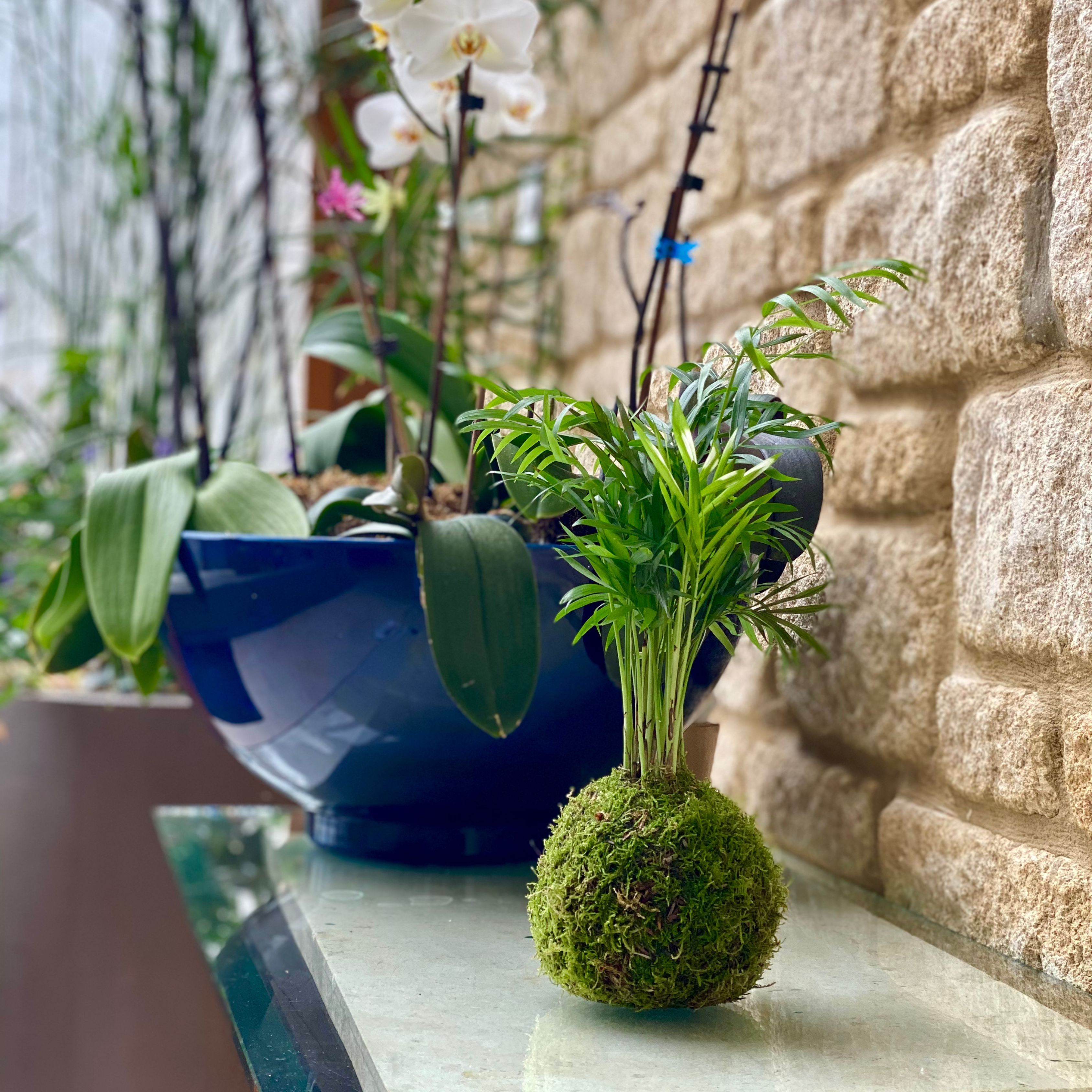 Parlour palm indoor plant uk houseplant easy care plants