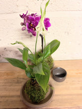 Peace lilly kokedama 