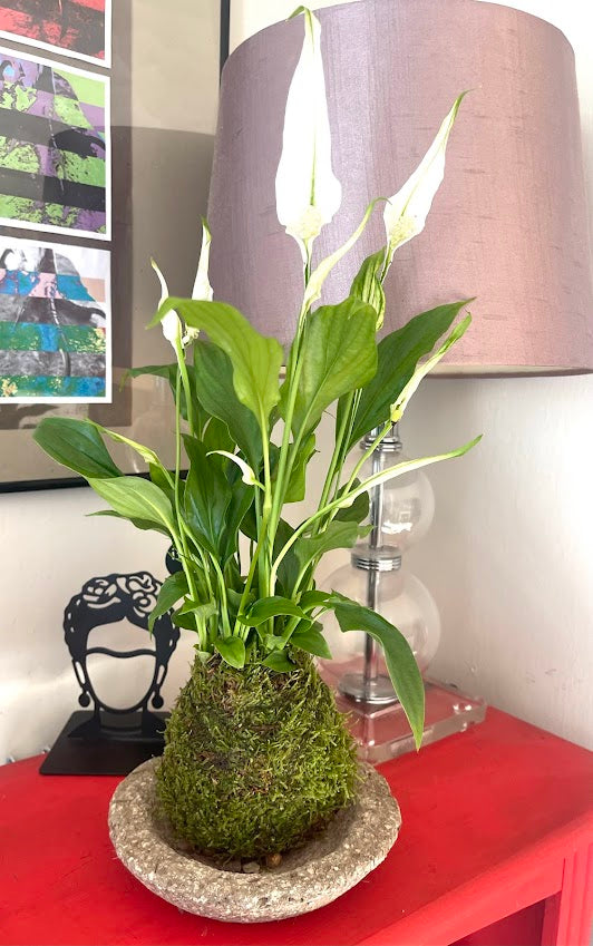 Peace Lilly Kokedama