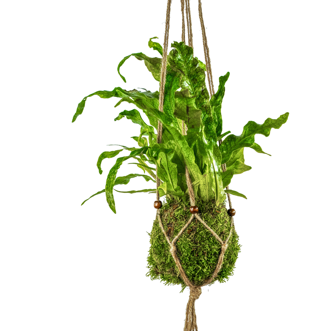 Rustic Jute Adjustable Eco Hanger Tranquil Plants