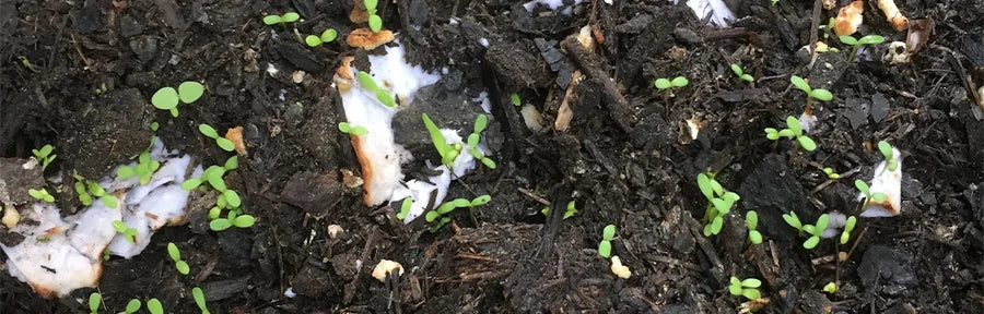 seeds coming out of the ground