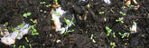 seeds coming out of the ground