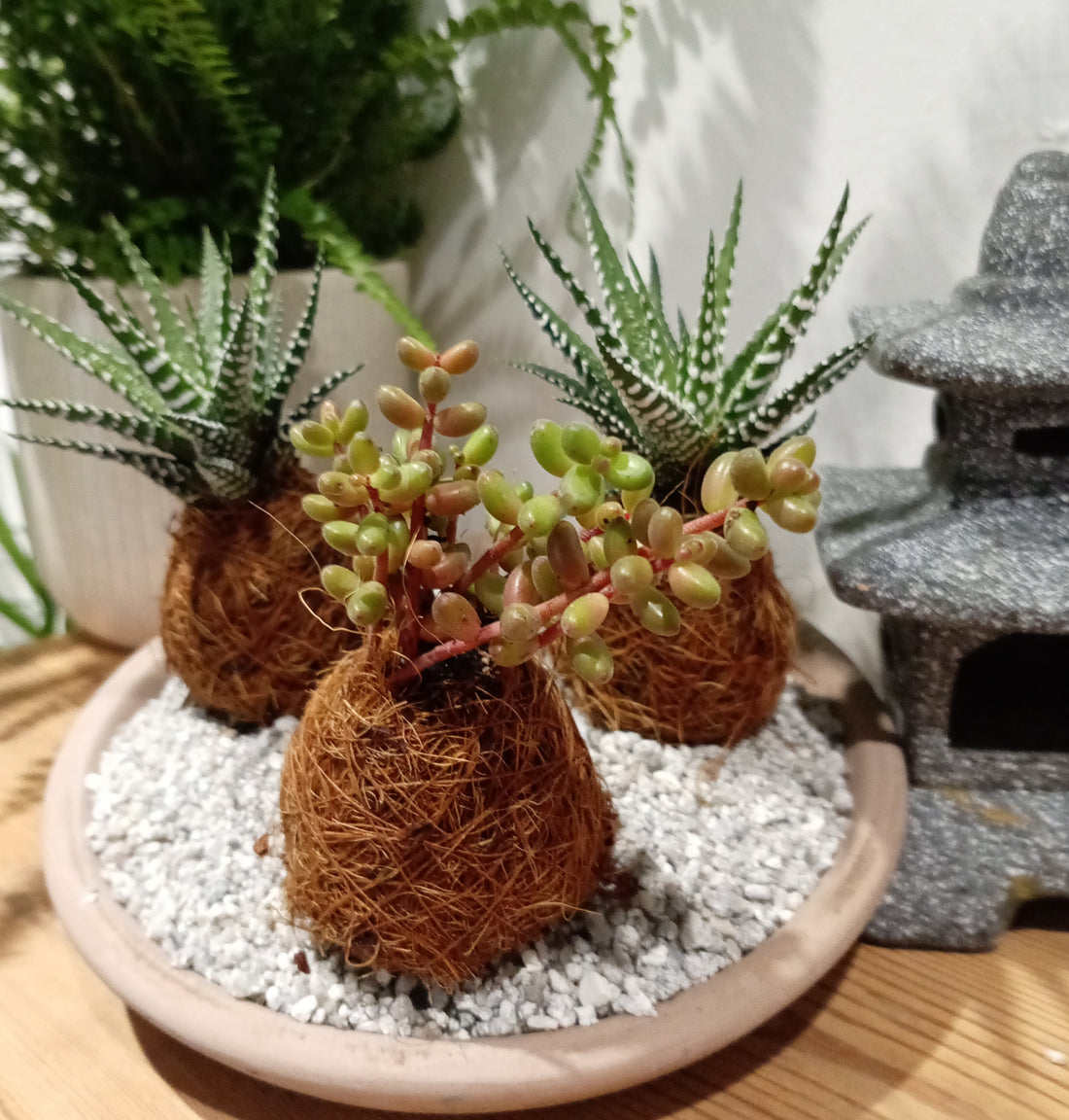 Little Wrapped Succulents: Single or Set of 3