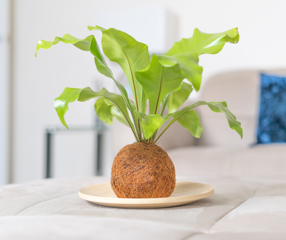 Tranquil_Plants_coconut_fibre_kokedama