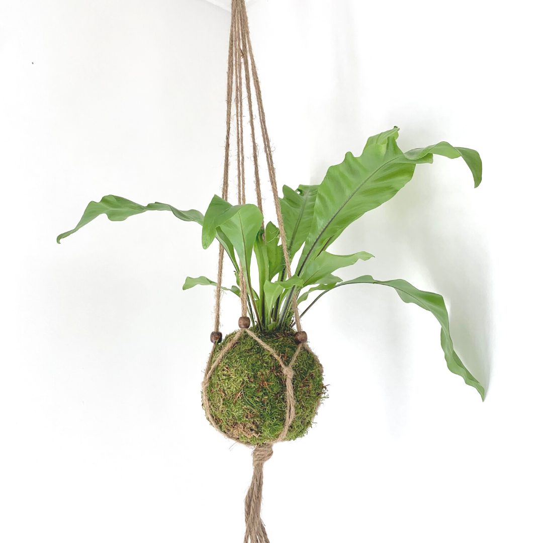 Environmentally Friendly Kokedama Houseplants