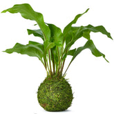 birds nest kokedama