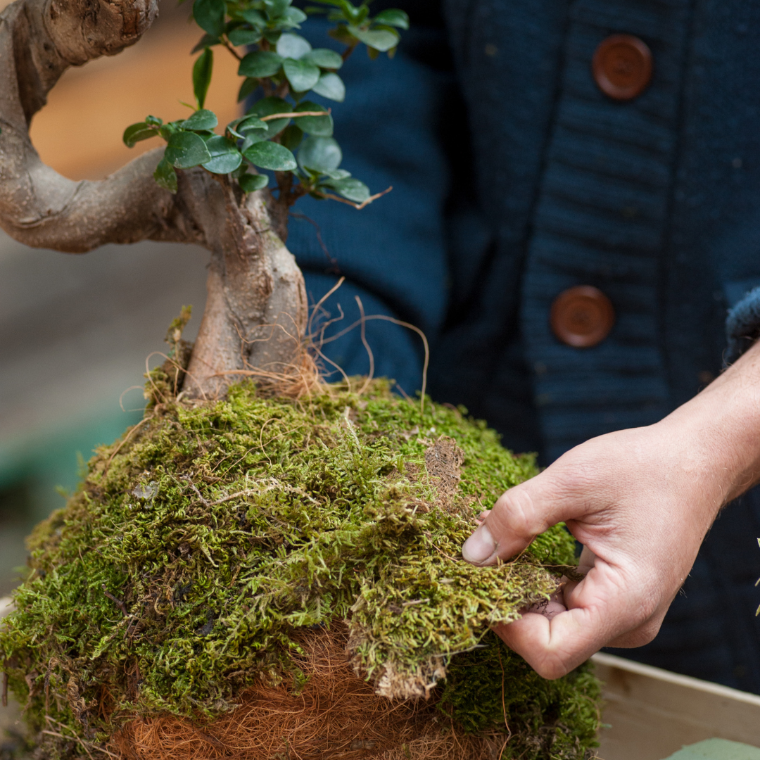 earthy moss kokedama hands bonsai tree creative garden art tradition
