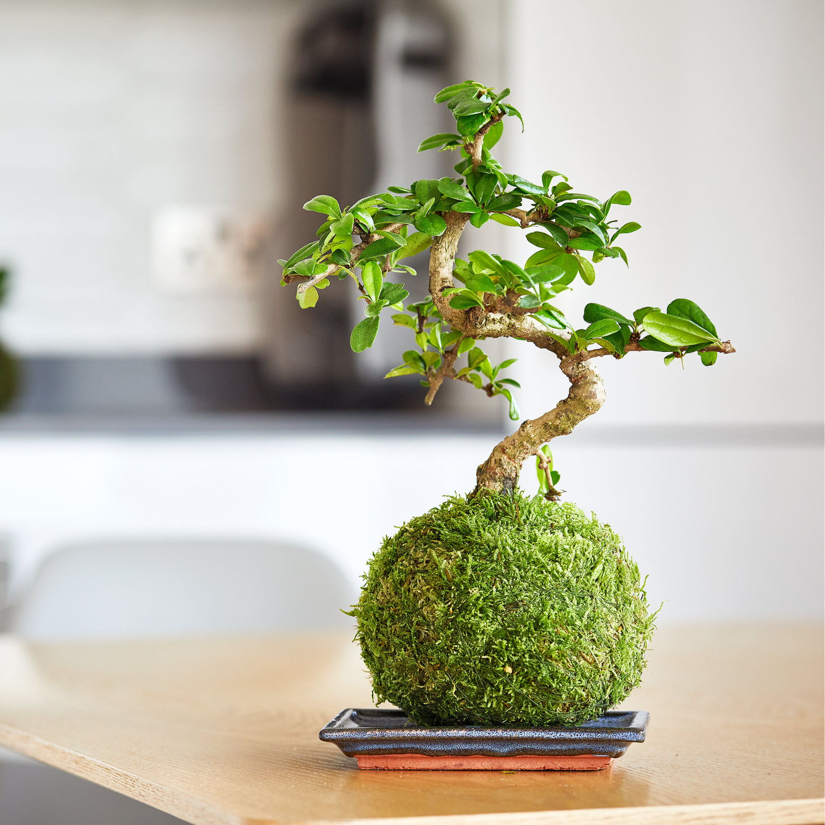 chinese elm moss kokedama indoor bonsai gift on blue ceramic plant tray