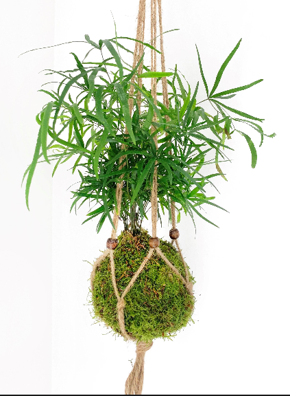 kokedama workshop japanese string hanger palm