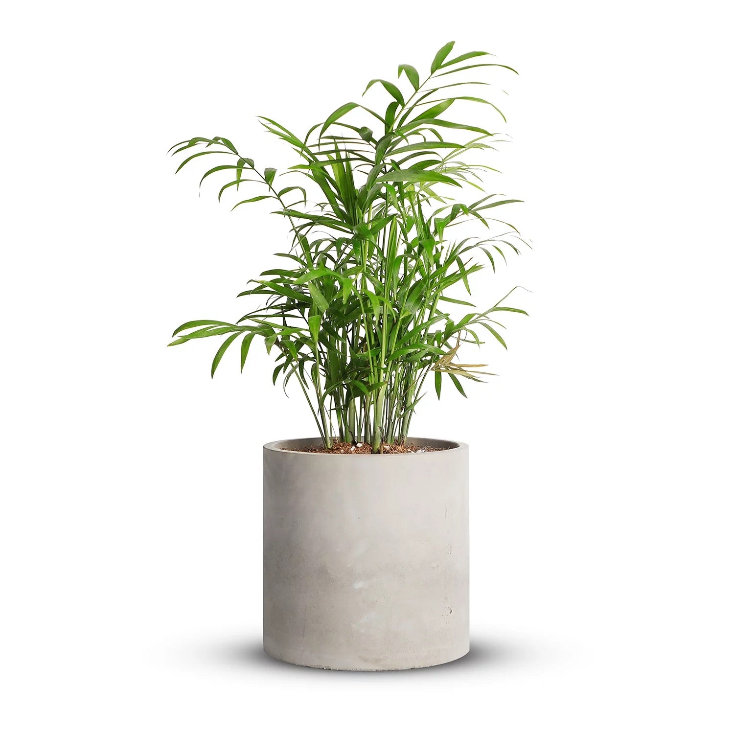 Small Parlour Palm Houseplant in Prey Pot