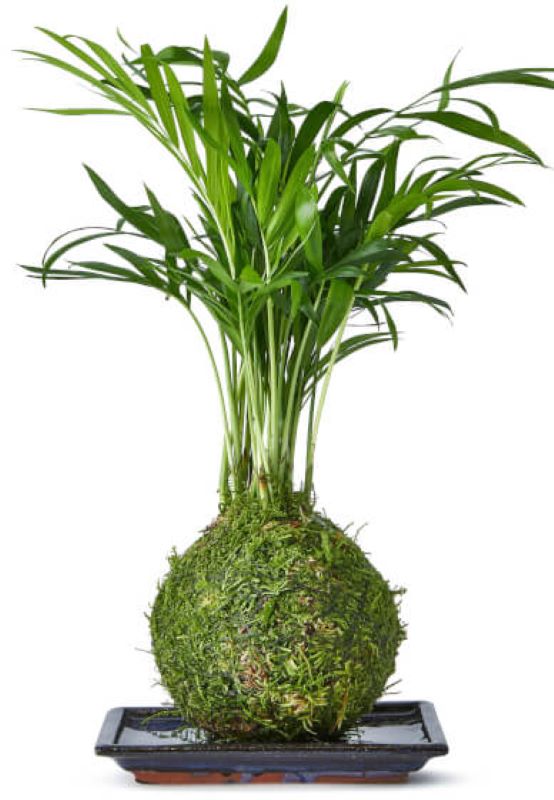 Japanese inspired plant workshop - Tranquil Plants 31st October