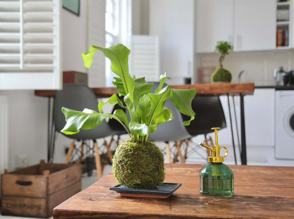 Kokedama Moss Birds Nest Fern Houseplant with Spray Bottle