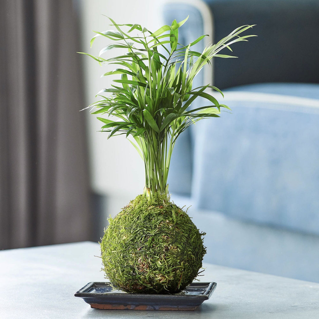 Parlour palm moss kokedama on a black ceramic tray
