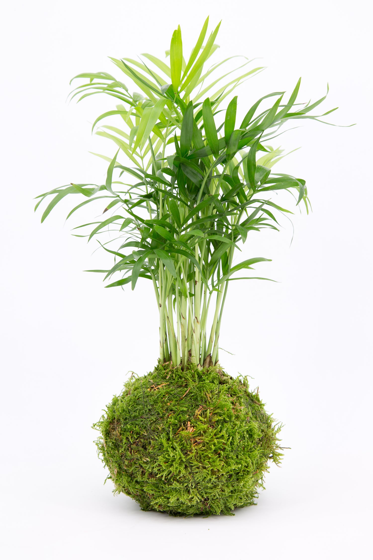 Mothers day Kokedama Moss Houseplant Workshop 15th March 2026 Loughborough -Bom Bom cafe UK