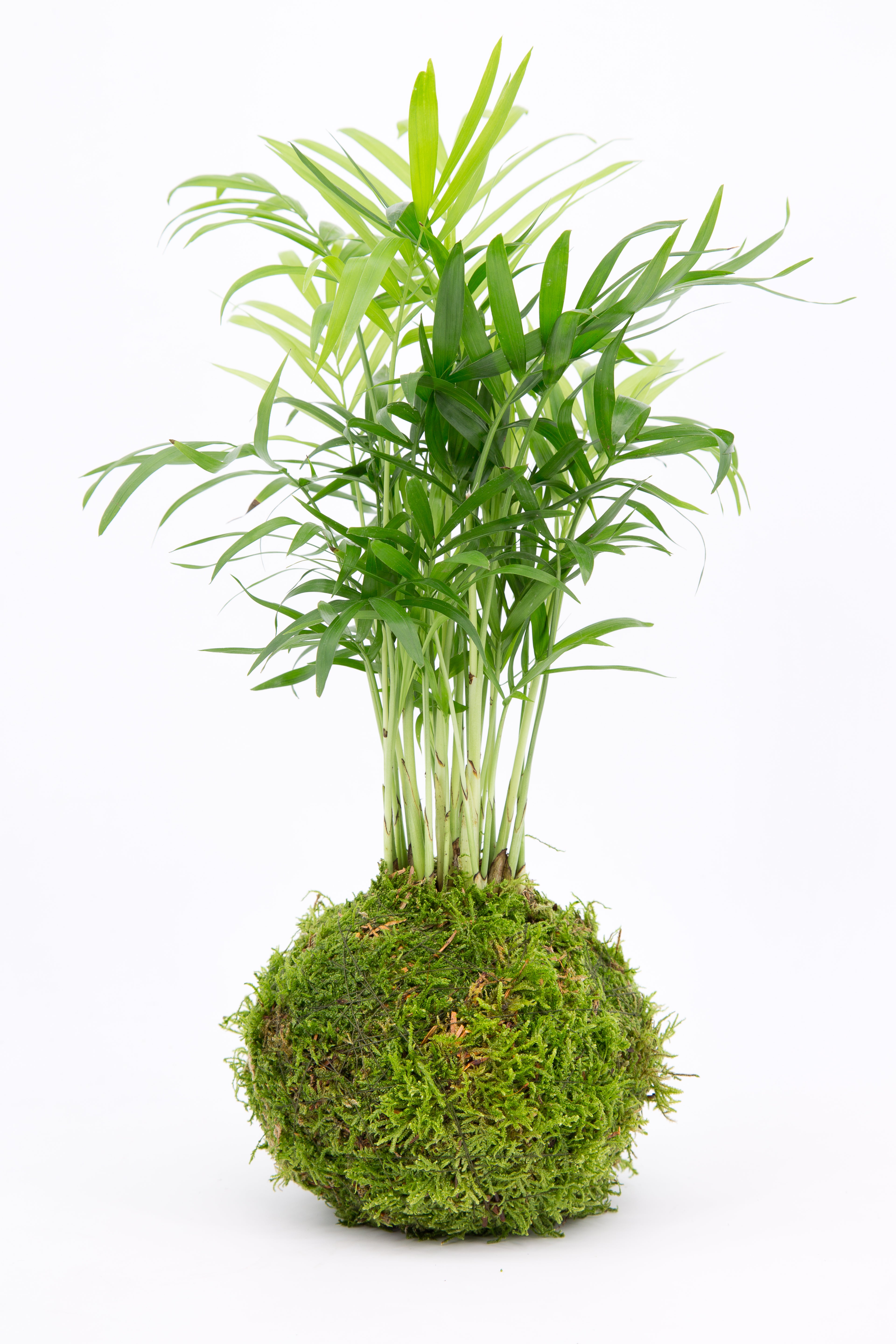 Mothers day Kokedama Moss Houseplant Workshop 15th March 2026 Loughborough -Bom Bom cafe UK