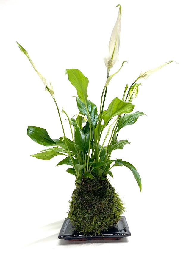 Flowering Peace Lilly