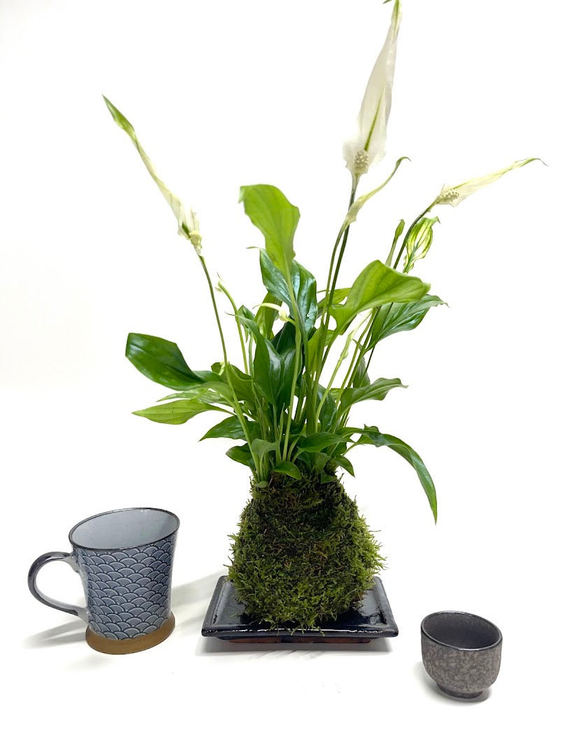 Peace Lilly Kokedama