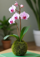 Orchid green moss ball kokedama 