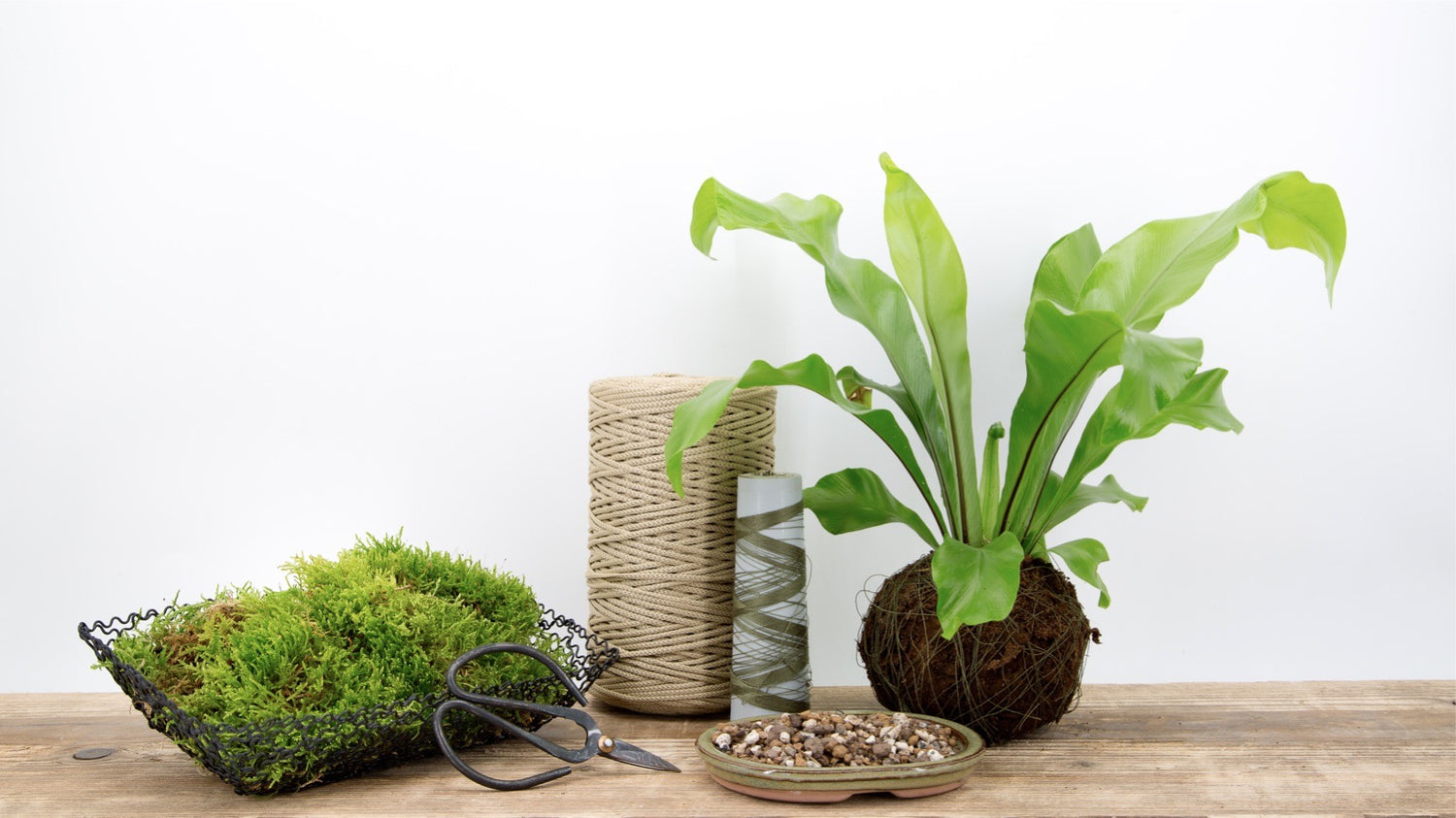 Kokedama birds nest fern by tranquil plants. Kokedama workshops DIY creative for businesses and companies.