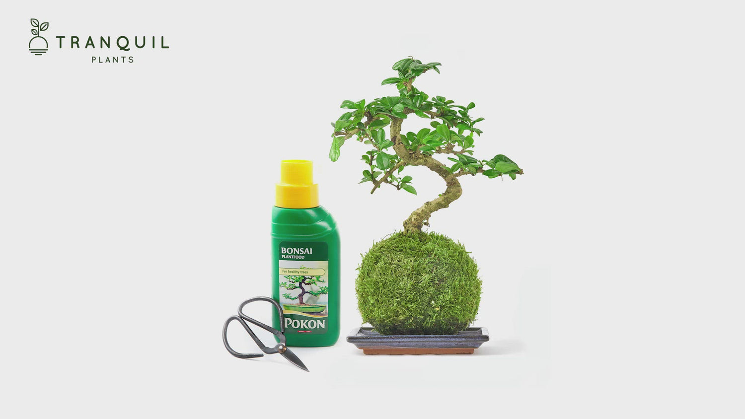 Bonsai Tree Care and Advice  Kokedama Moss Bonsai Trees – Tranquil Plants