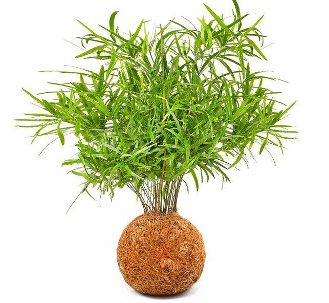 Falcatus Fern fresh air plant  kokedama coco fibre