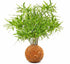 Falcatus Fern fresh air plant  kokedama coco fibre