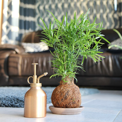 Asparagus Falcatus Fern Coco-Fibre Kokedama Tranquil Plants